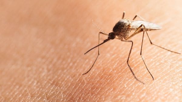 Aedes