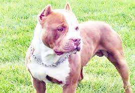 pittbull