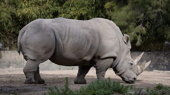 rino