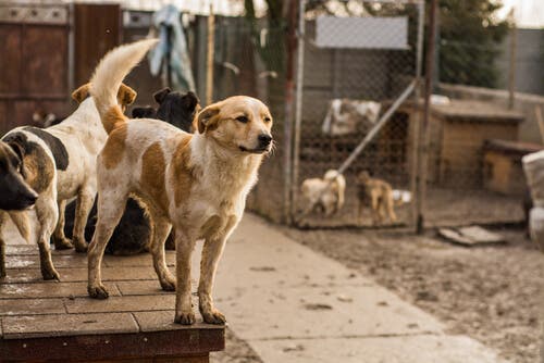 imagen adoptar perros 4 Perros en refugios