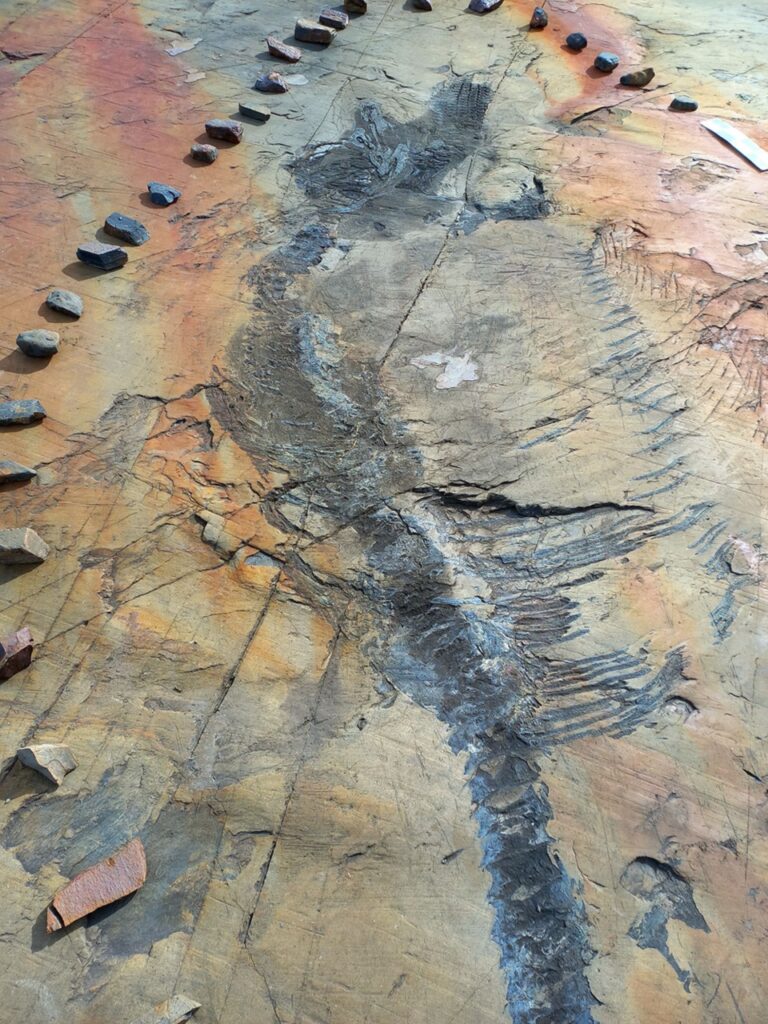 Los fósiles hallados en el glaciar Tyndall. 