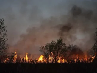 Incendios en las islas del Delta del Paraná