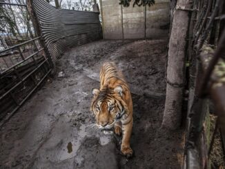 Uno de los tigres de Bengala rescatados