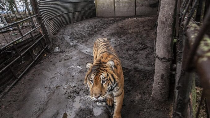 Uno de los tigres de Bengala rescatados