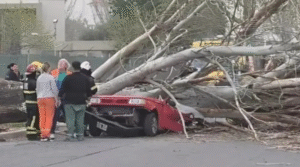 Árbol aplastó un auto